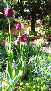 Giardino con tulipani
