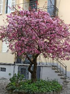 Melino in fiore