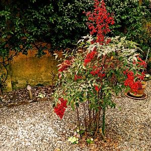 Nandina