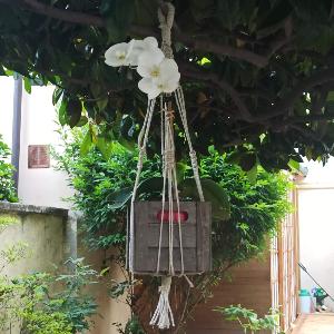 Orchidea