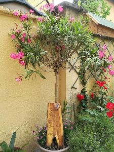 Tavoletta di benvenuto