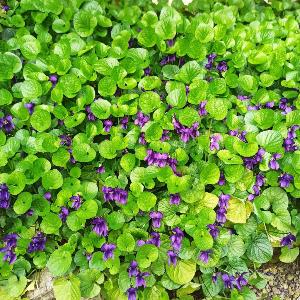 Violette