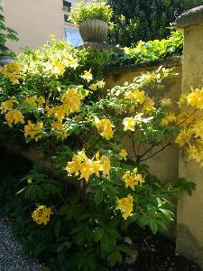 Azalea gialla