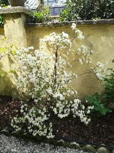 Azalea bianca