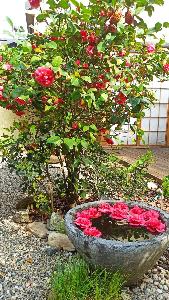 Camelia rossa